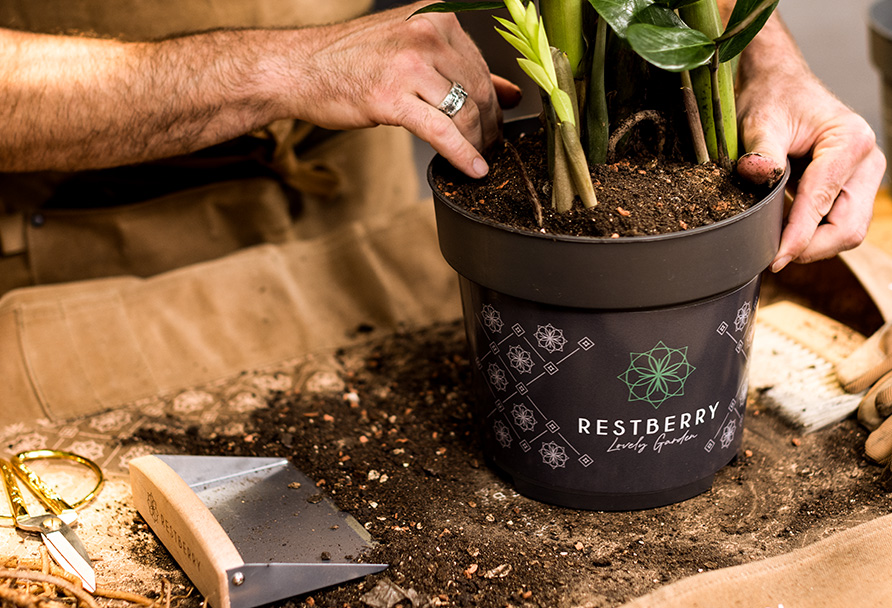 So topfst du deine Zimmerpflanzen richtig um