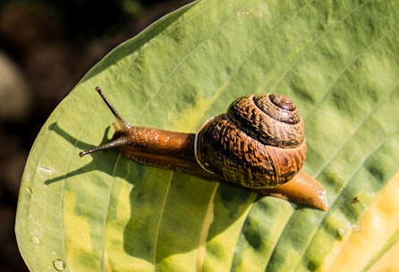 So schützt du deinen Garten vor Schnecken