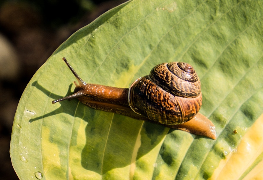 So schützt du deinen Garten vor Schnecken