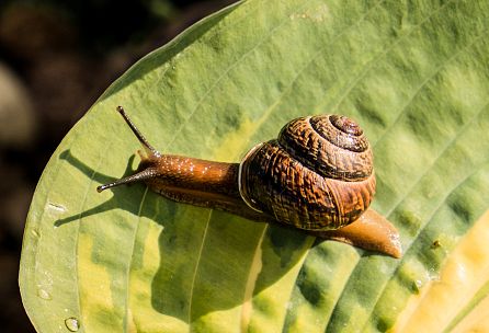 So schützt du deinen Garten vor Schnecken