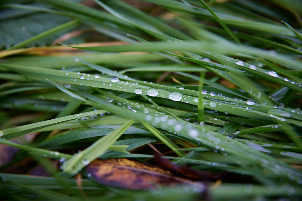 Rasenpflege Teil 4: Moos dauerhaft loswerden