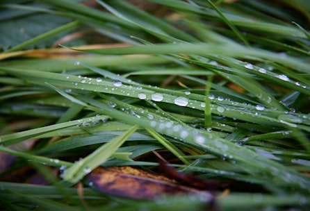 Rasenpflege Teil 4: Moos dauerhaft loswerden