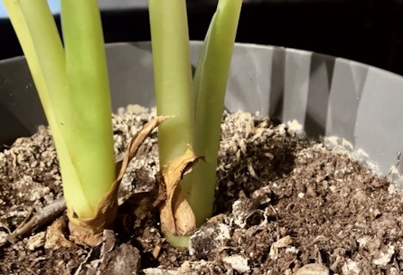 Schimmel auf der Blumenerde?