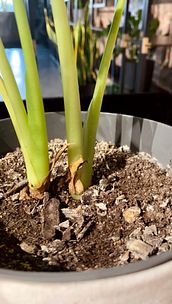 Schimmel auf der Blumenerde?