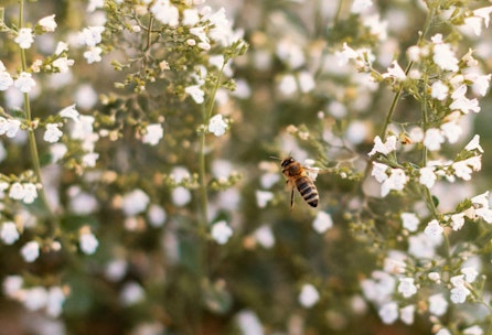 Wildblumenwiese - DIY