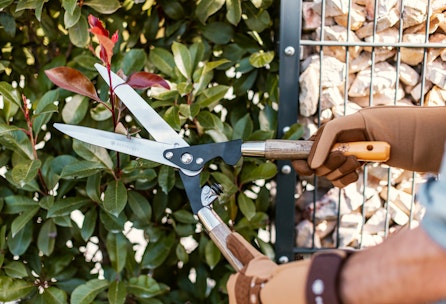 Unsere Tipps zum Hecke schneiden