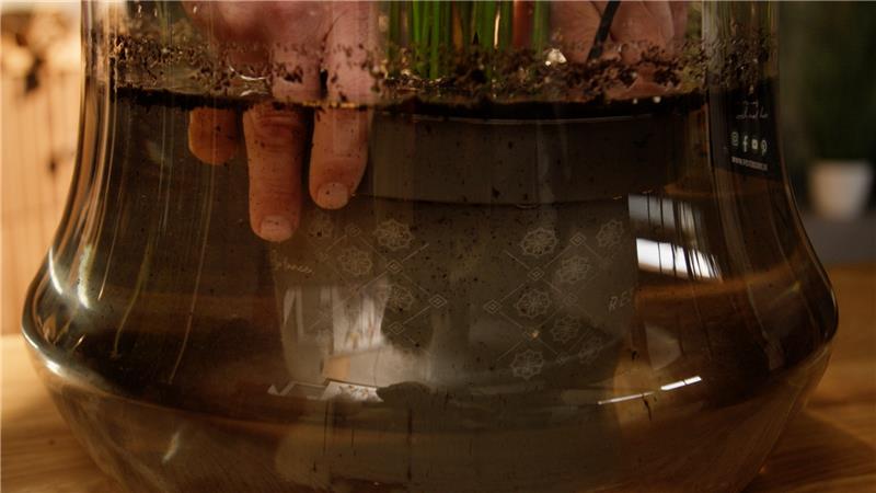 Bewässerung: Pflanzen tauchen