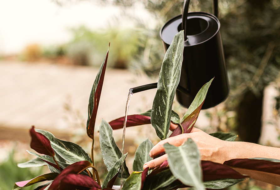 So gießt du deine Pflanzen richtig