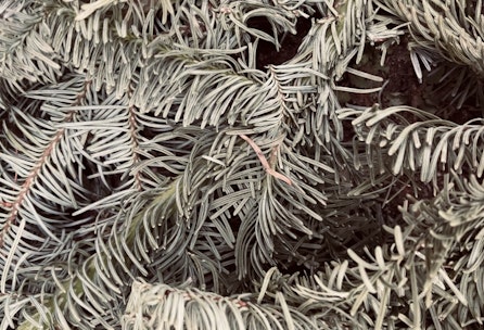 Tannenbaum Recycling - DIY