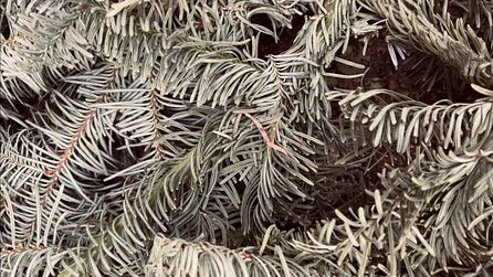 Tannenbaum Recycling - DIY 