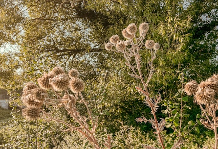 Blumensamen sammeln und konservieren