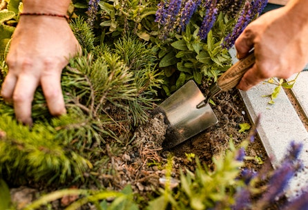 Murats Tipps zur Beetbepflanzung für Bienen