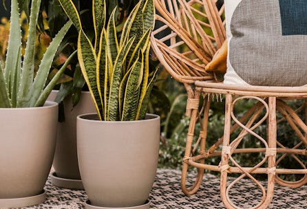 3 robuste Zimmerpflanzen der Kategorie "Hard to kill"