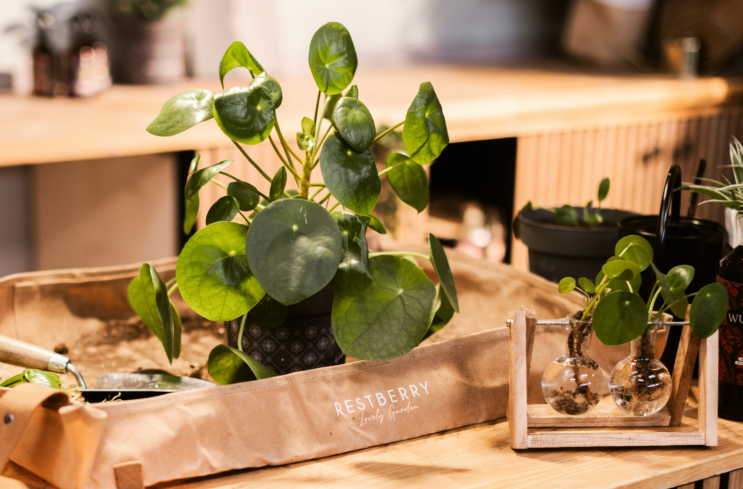 DIY - Pflanzenvermehrung