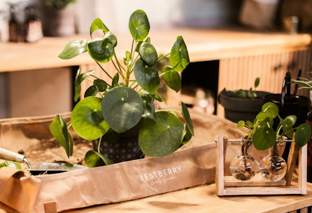 DIY - Pflanzenvermehrung