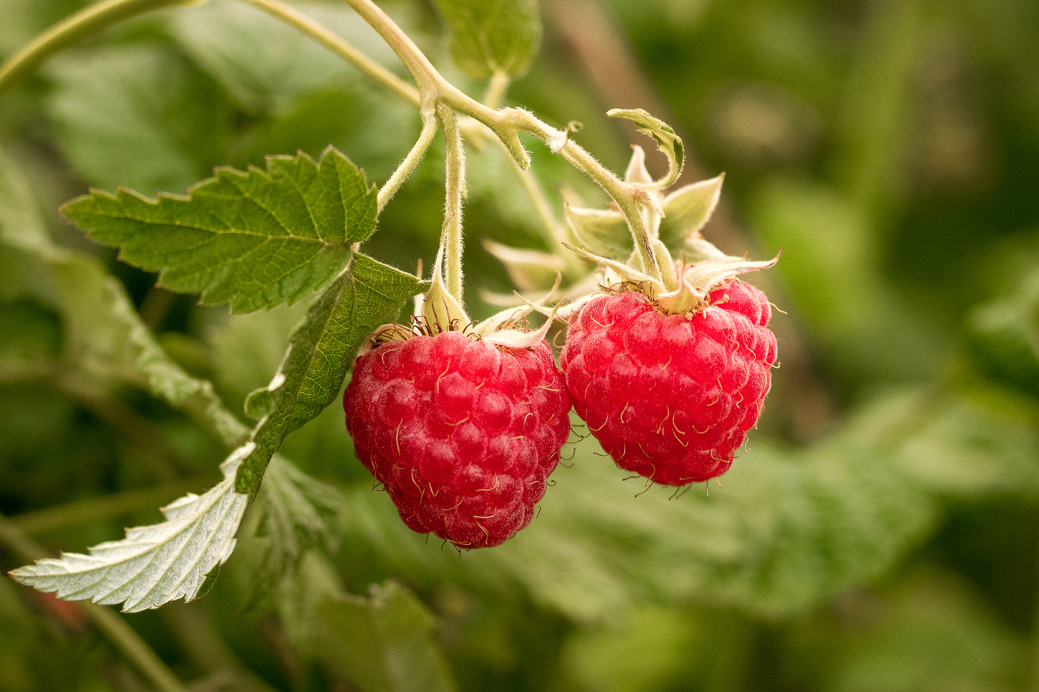 Tipps zum Himbeer-Rückschnitt