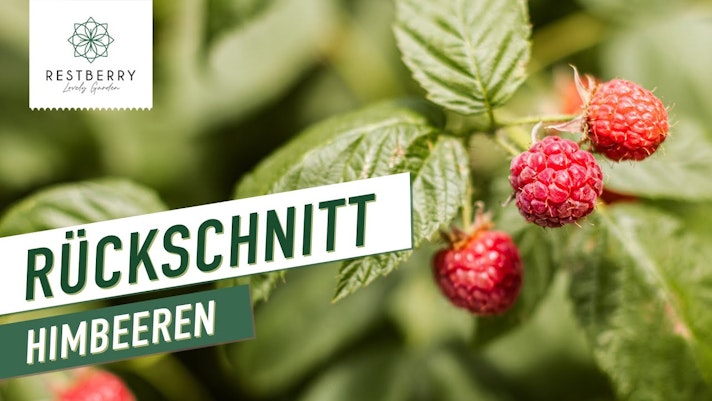 Vorschaubild Youtube-Video Vorschaubild Youtube-Video