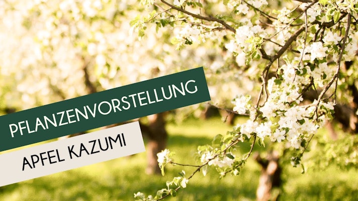 Vorschaubild Youtube-Video