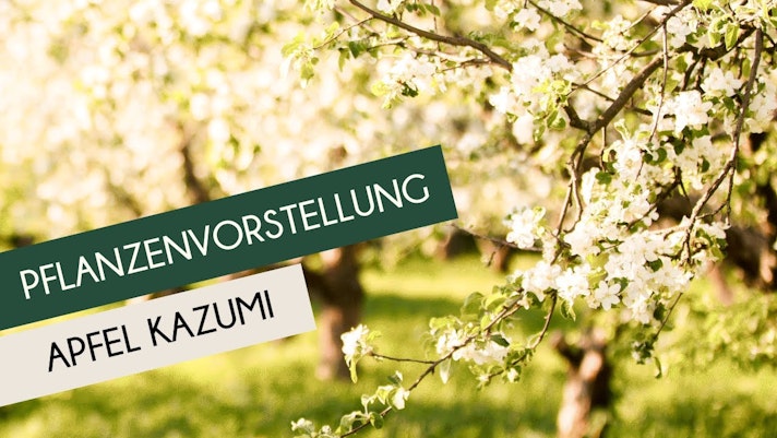 Vorschaubild Youtube-Video Vorschaubild Youtube-Video