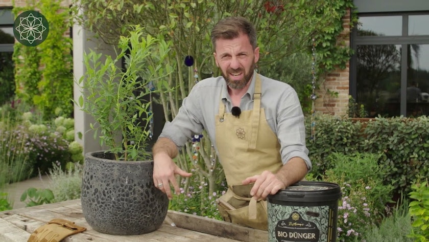 Muffin-Blaubeere Masa Muffin-Blaubeere Masa