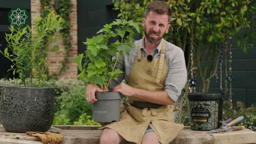 Rote Johannisbeere Kimiko Rote Johannisbeere Kimiko